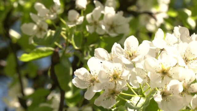 Flowering trees in spring. Pear blossoms are in full bloom. Nature in springtime.  A budding callery pear tree in the Spring.
