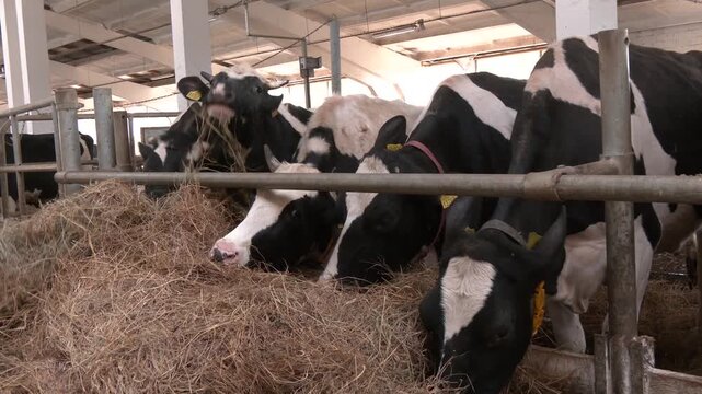 Dairy cows feeding in barn with metal fencing. Cows on a farm and herd of cows eating hay in cowshed on dairy farm. Row of cows eating hay in cowshed on dairy farm
