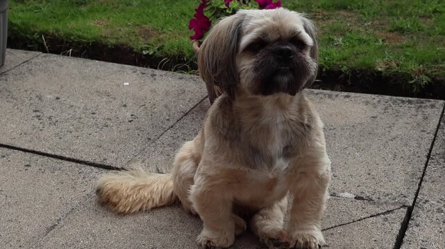 maltese shih tzu dog. dog seating in the garden. close up portrait of a dog