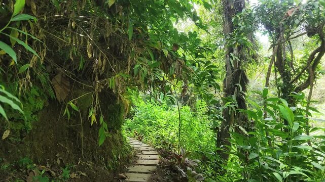 Forward camera walk along narrow jungle trekking pathway inside dense forest in Ubud