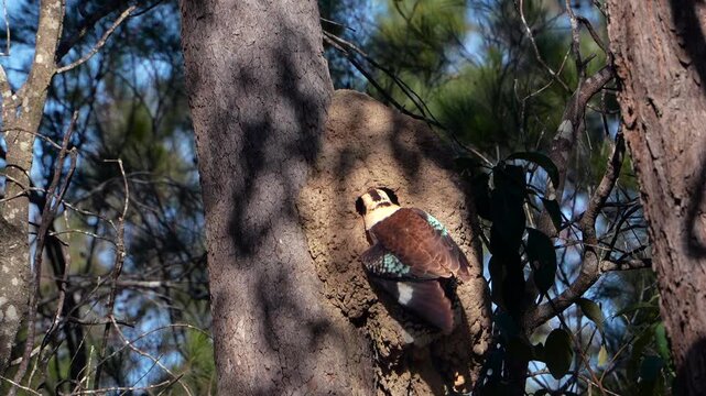 AUSTRALIA - 9.15.2026 - Slow motion footage of a kookaburra tending to its nest, which has been made out of an old termite mound.
