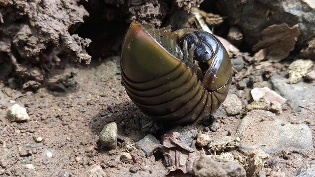Steady Forward Motion of Half-Rolled Millipede: A smooth, segmented dark brown creature glides calmly across coarse ground material, demonstrating continuous leg coordination under an arched shell.