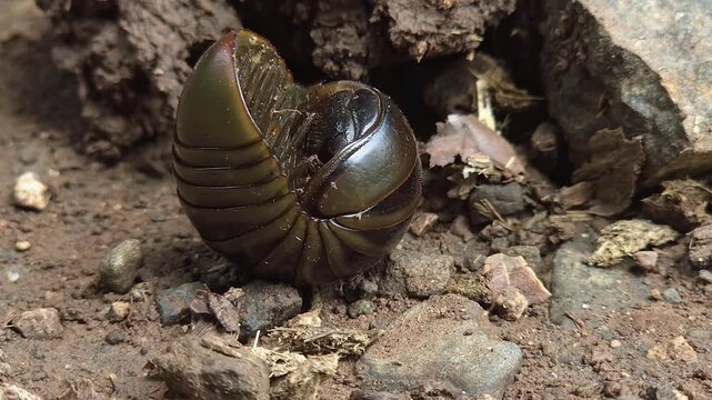 Partially Curled Pill Millipede Crawling: A smooth, segmented dark brown Arthropod moves steadily across loose ground while remaining half-rolled, demonstrating unique defensive locomotive adaptation.