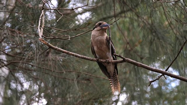 AUSTRALIA - 9.15.2026 - A kookaburra sits on a tree branch with a small snake in its beak before flying it to its termite mound nest.