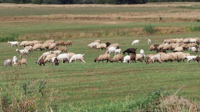 Herd of goats and sheep grazing on a summer pasture
