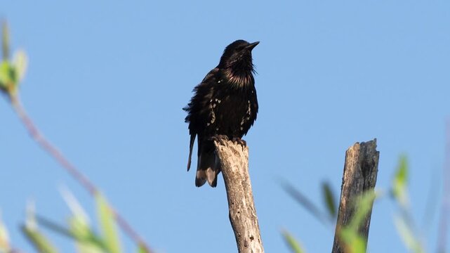 Juvenile European Starling (Sturnus vulgaris) singing on a branch in summer