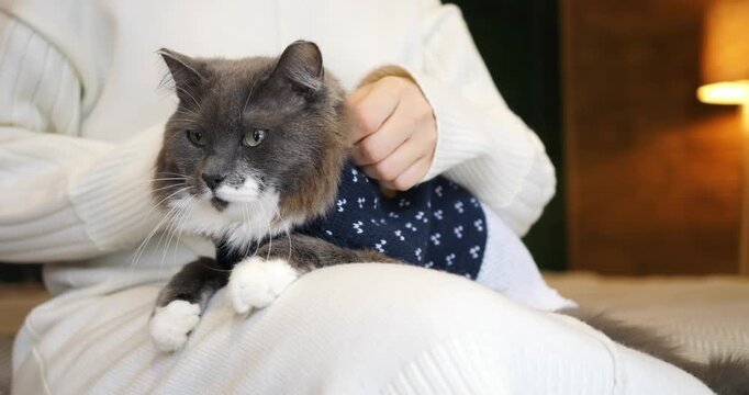 Elderly domestic cat wearing sweater rests peacefully on owner lap while gentle hands stroke fur lovingly, creating calm domestic atmosphere during relaxing winter afternoon indoors at home.