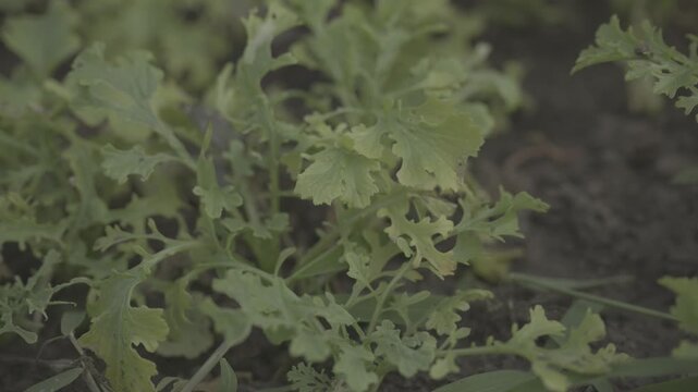 Fresh green leafy herb plants growing naturally in an organic vegetable garden. Close-up view of healthy green foliage with a soft natural background and shallow depth of field. Suitable for agricultu