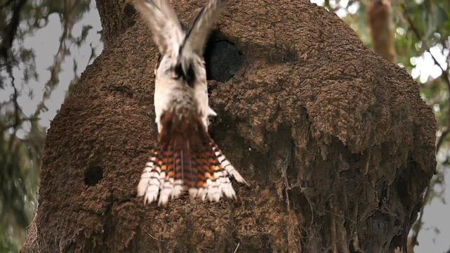 AUSTRALIA - 9.15.2026 - Slow motion view of a kookaburra bringing food to the baby in its termite mound nest.