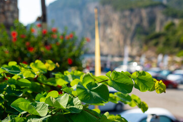 Green rounded leaves of a Judas tree bush grow in daylight in Kerkira, Greece. Red hibiscus blossoms and distant coastal cliffs appear in the blurred background. © dsbedarieva