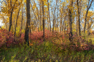 Fototapeta premium Autumn morning at Cranberry Flats Conservation Area