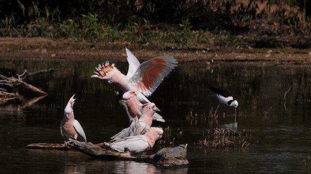 AUSTRALIA - 9.15.2026 - A small group of Major Mitchell's Cockatoos drink from a lake.