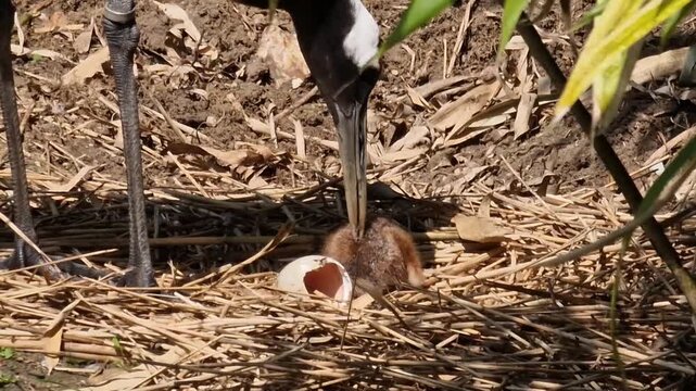 Adult crane bird tending nest and protecting freshly hatched chick beside broken eggshell in wild habitat