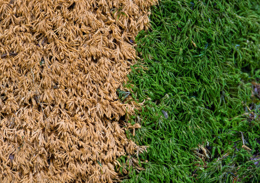 A split texture of vibrant green moss and dry brown moss. Close-up of moss bed transitioning from healthy green to dried brown. The contrast of seasons in a single patch of nature