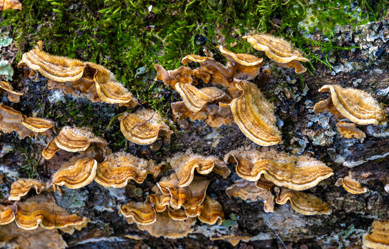 Stereum hirsutum bracket mushrooms on decaying wood. Close-up of False Turkey Tail fungi on a rotten wood in the forest. Orange-brown wood-decaying mushrooms on a tree trunk
