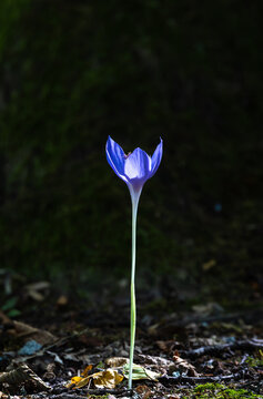 Single purple autumn crocus (Crocus banaticus) blooming on a dark forest floor