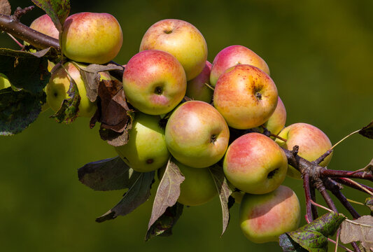 Fresh apples ripening on a tree branch. Abundant apple harvest growing on a branch close up. Crisp red and green apples growing in an orchard