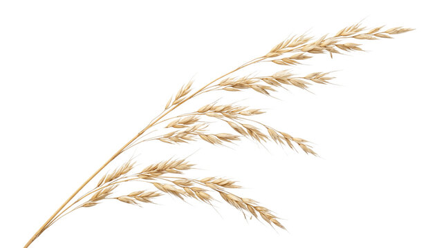 Dry wheat stalk grain ear with golden beige texture isolated on transparent background for rustic decoration.