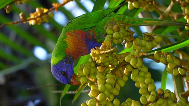 AUSTRALIA - 9.15.2026 - Close-up of a rainbow lorikeet feeding on berries.