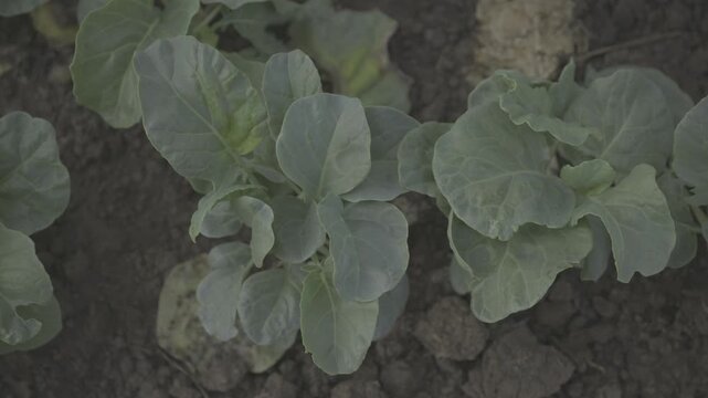 Fresh radish growing naturally in an organic vegetable garden, showing a mature white root emerging from dark fertile soil surrounded by green leaves. The agricultural footage represents organic farmi