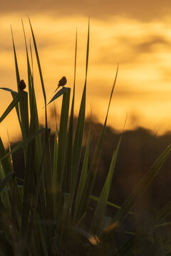 Reeds and flax with small birds back-lit in silhouette against golden sunrise sky.