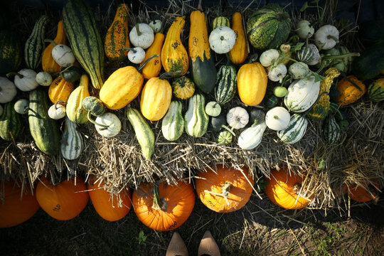 Pumpkin patch market with pumpkins of various sizes at autumn harvest
