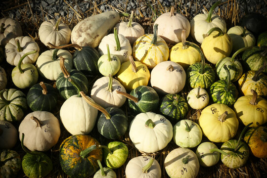 Pumpkin patch market with pumpkins of various sizes at autumn harvest
