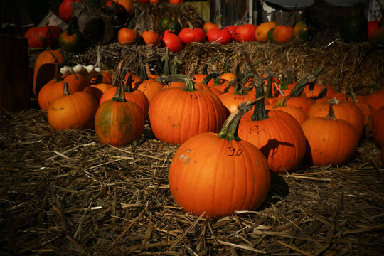 Pumpkin patch market with pumpkins of various sizes at autumn harvest