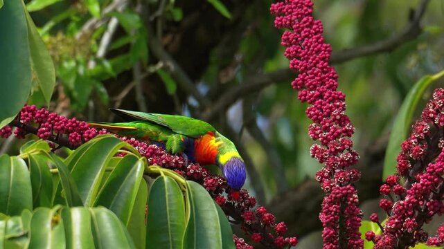 AUSTRALIA - 9.15.2026 - Slow motion close-up of a rainbow lorikeet licking the flowers of an umbrella tree.