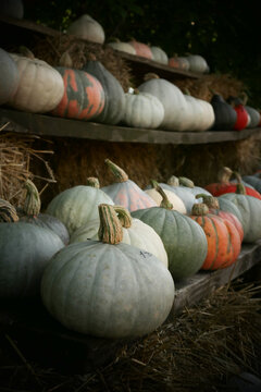 Pumpkin patch market with pumpkins of various sizes at autumn harvest