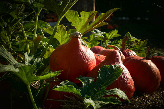 Pumpkin patch market with pumpkins of various sizes at autumn harvest