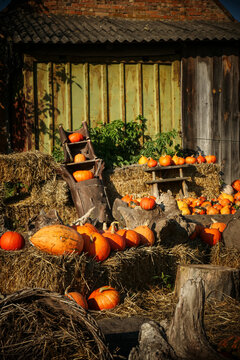Pumpkin patch market with pumpkins of various sizes at autumn harvest