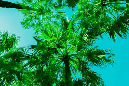 Sun illuminates and backlights overhead palm fronds in faded retro colour effect.