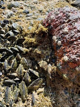 A high-angle close-up photograph showcasing a dense colony of wild black mussels and small white barnacles attached to coastal rocks during low tide. The wet sea stones are covered with green and