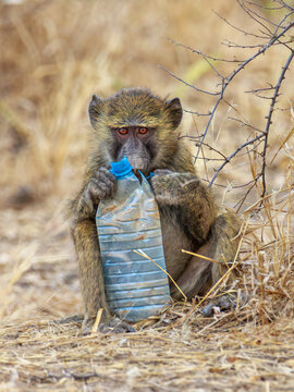 A baboon in Chad chews on a discarded plastic water bottle