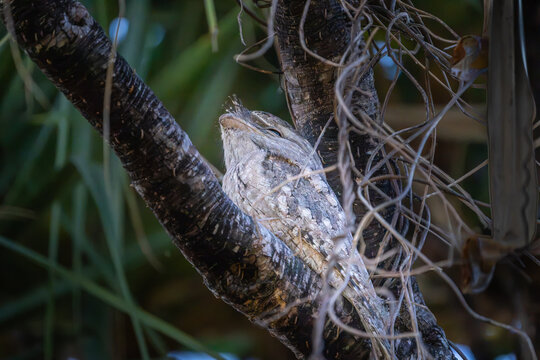 TAWNY FROGMOUTH BIRD OR Podargus strigoides in tree