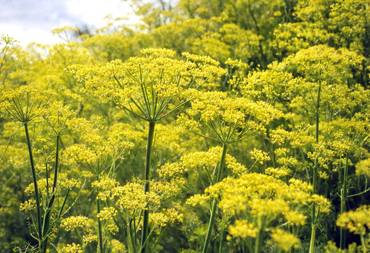Vibrant yellow wildflowers in full bloom with delicate umbels against a natural green background