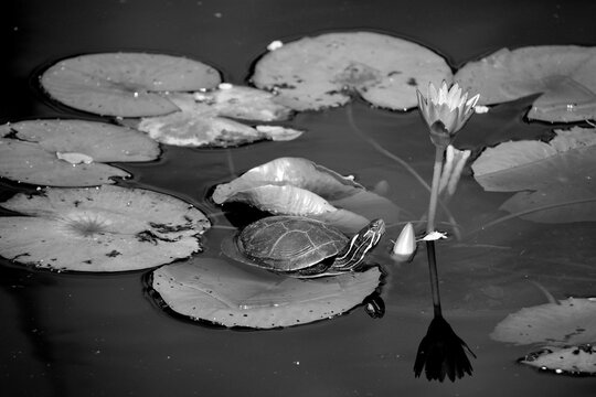 The northern map turtle (Graptemys geographica), or common map turtle is an aquatic turtle in the family Emydidae. It is endemic to North America. This turtle is kept as a pet