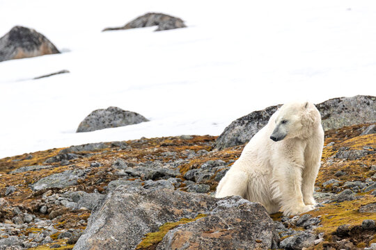 In Svalbard, this polar bear had just woken up from a nap. He rolled over, lifted up his paws, let out a big yawn and hung around for quite awhile! I photographed him from a zodiac boat.
