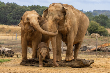 Asian elephants with young calf at Whipsnade Zoo © adrian