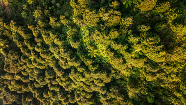 Aerial view of the lush forest canopy at Sunrise Camp on Mount Prau, featuring dense tropical vegetation and sunlight filtering through the trees in Kecamatan Kejajar, Jawa Tengah, Indonesia.