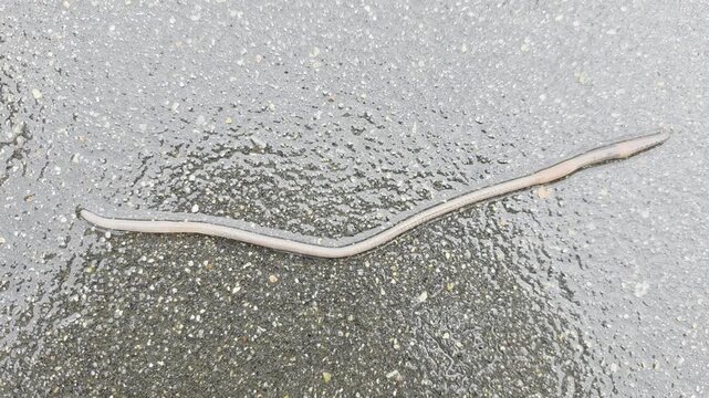 Earthworm Crawling Across Wet Pavement After Rain Close-up video of an earthworm slowly crawling across wet pavement, showing natural movement on a damp surface after rainfall