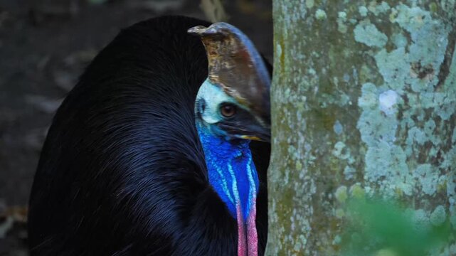 AUSTRALIA - 9.15.2026 - Close-up of. cassowary peeking around a tree.