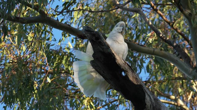 AUSTRALIA - 9.15.2026 - Low angle slow motion footage of a sulphur-crested cockatoo spreading its wings on a forest tree branch.