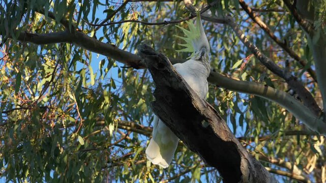 AUSTRALIA - 9.15.2026 - Low angle slow motion footage of a sulphur-crested cockatoo displaying its wings and crest on a forest tree branch.