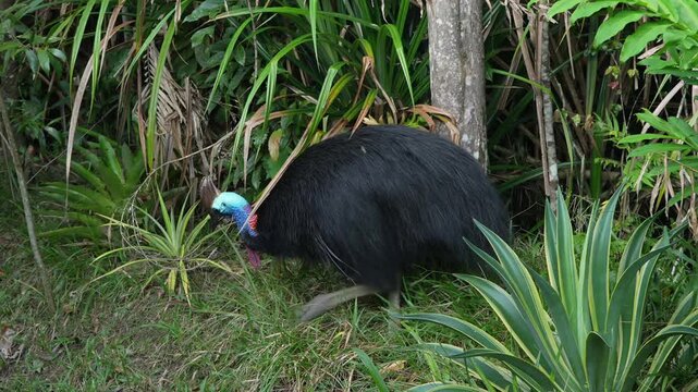 AUSTRALIA - 9.15.2026 - Slow motion footage of a cassowary looking for food on the edge of a tropical forest.