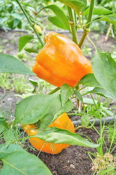 Organically grown bell peppers, selective focus.