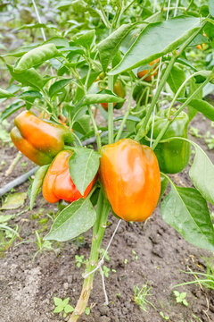 Organically grown bell peppers, selective focus.