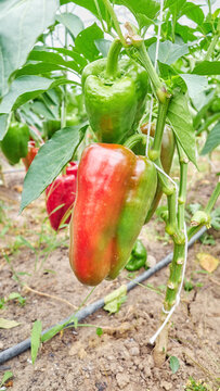 Organically grown bell peppers, selective focus.