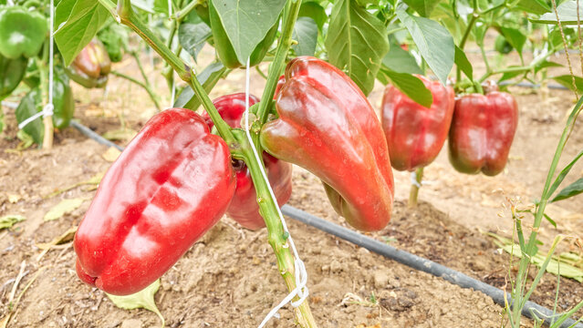 Organically grown bell peppers, selective focus.